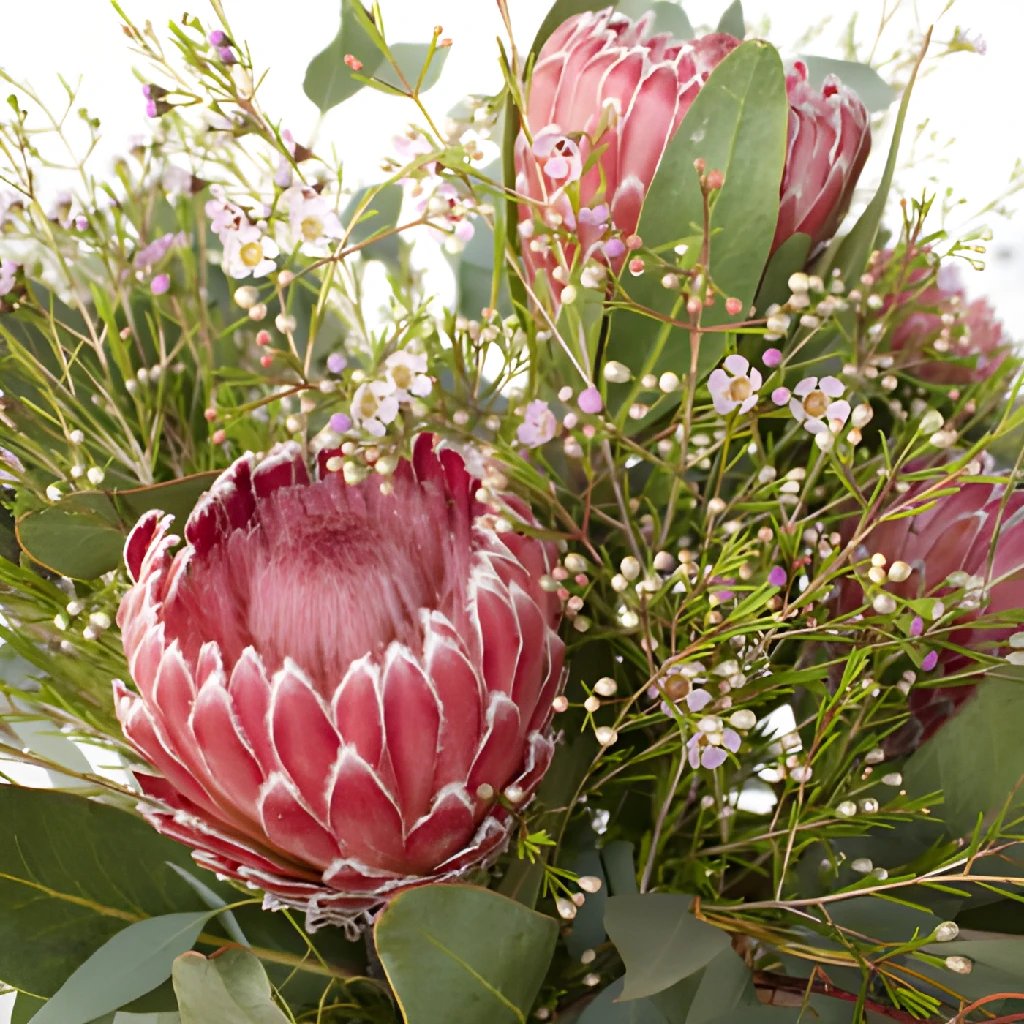 Impressive Protea DIY Combo Pack