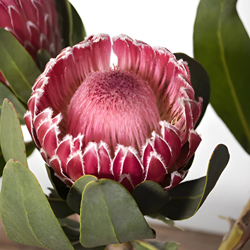 Pink impressive protea DIY wedding flower