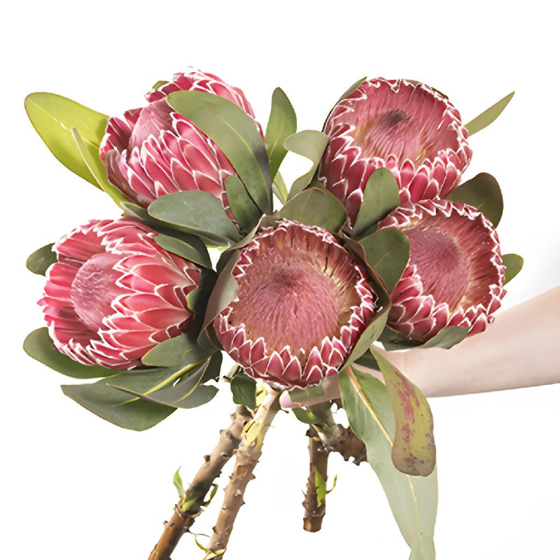 Pink impressive protea wholesale wedding flowers