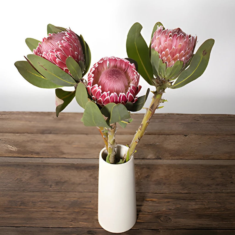 Pink impressive protea flowers for delivery