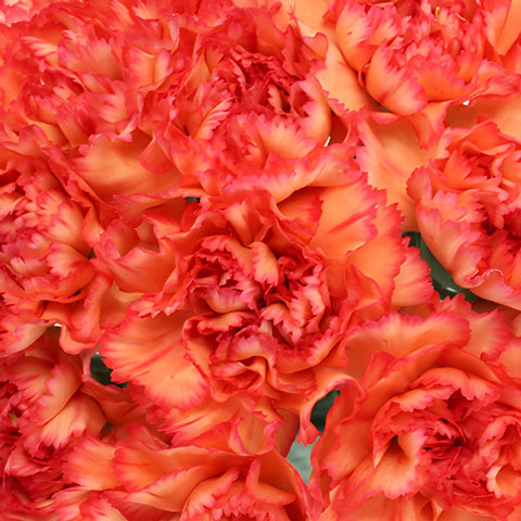 Indiana Dark Orange Sunset Wholesale Carnations Up close