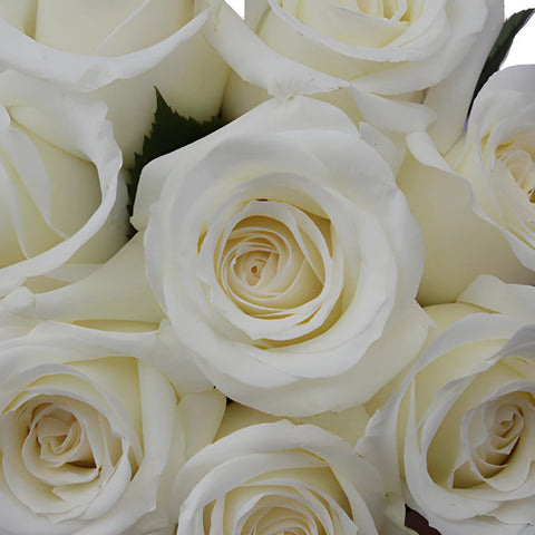 Innocence White Roses up close