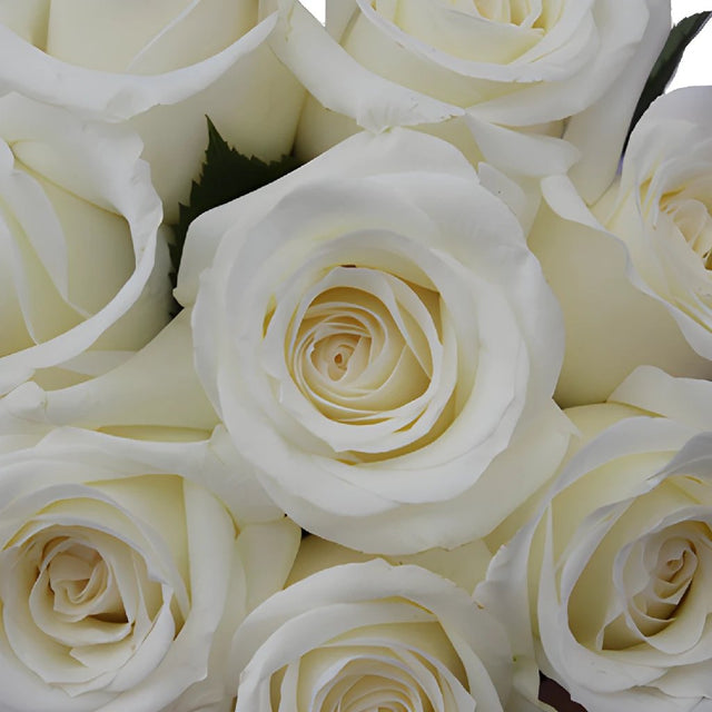 Buy Wholesale Innocence White Rose in Bulk - FiftyFlowers