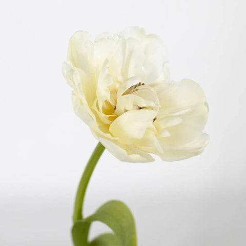 Ivory Double Tulip Flower Stem