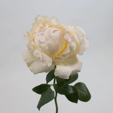 Ivory Garden Rose Flower Stem