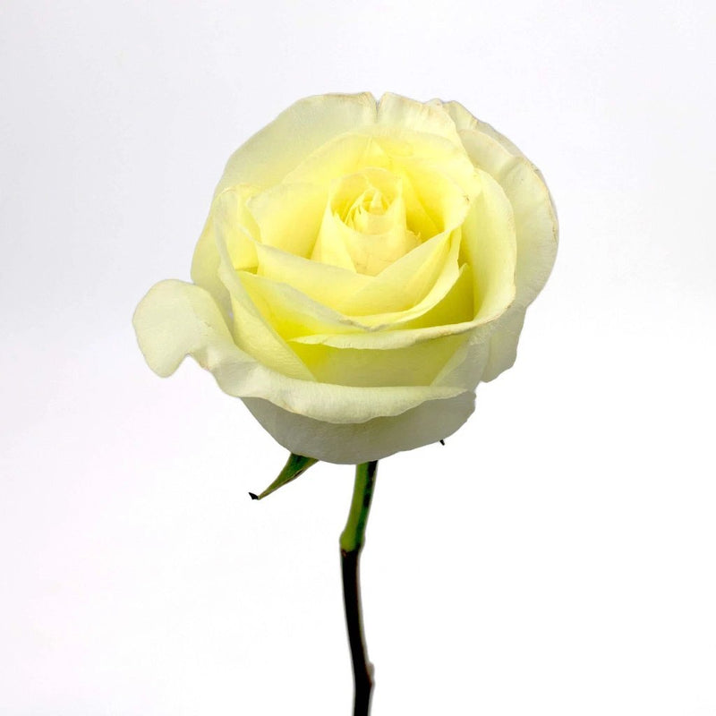 Ivory Rose Flower Stem