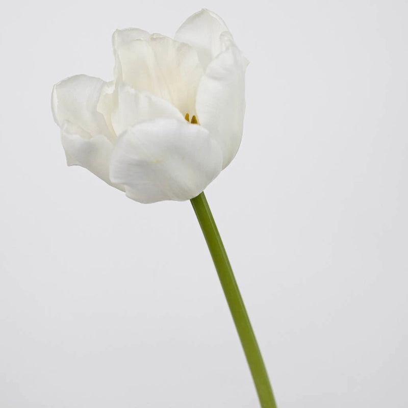 Ivory White Double Tulip Flower Stem