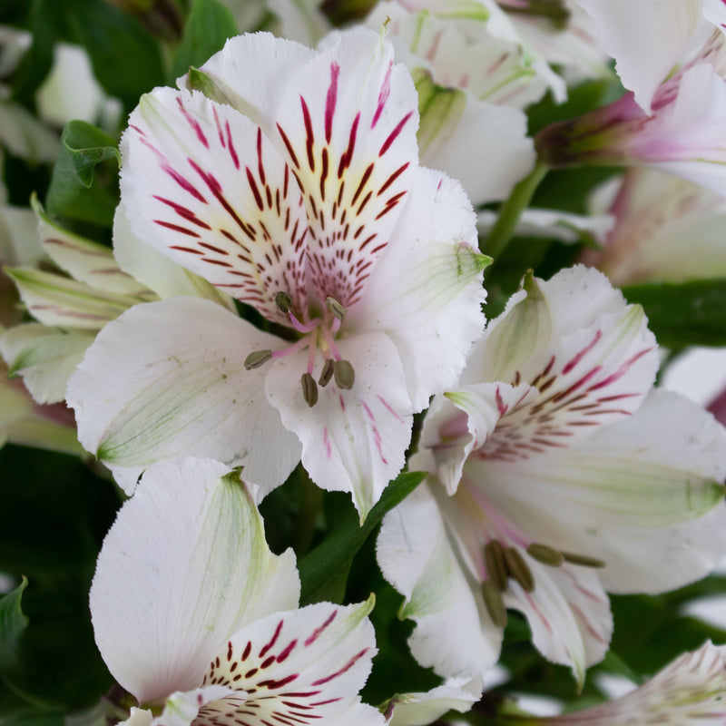 Ivory White alstroemeria Wholesale Flower Upclose