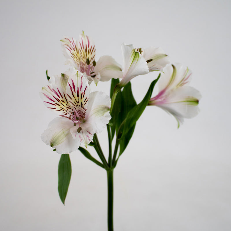 Ivory White Peruvian Lilies Flower Step