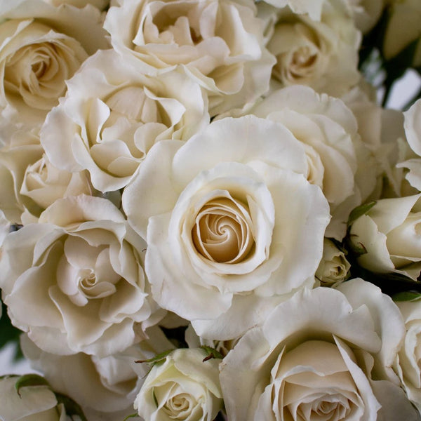 Ivory Cream Spray Roses 100 stems - buy wholesale flowers - JR Roses