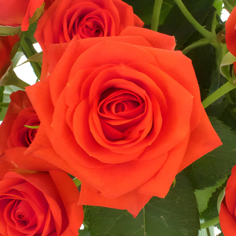 Jazzabell Dark Orange Spray Roses up close