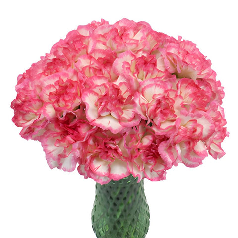 Jera Bicolor Pink and White Carnation Flowers In a vase