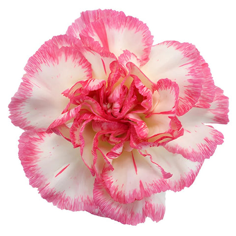 Jera Bicolor Pink and White Carnation Flower Bloom