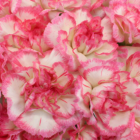 Jera Bicolor Pink and White Wholesale Carnations Up close