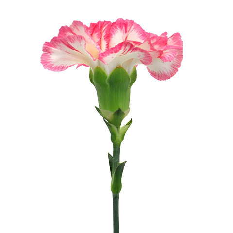 Jera Bicolor Pink and White Carnations side stem
