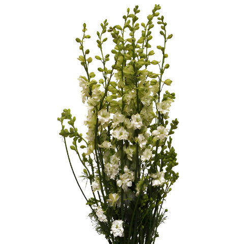 Buy Wholesale Curly Willow Branch in Bulk - FiftyFlowers