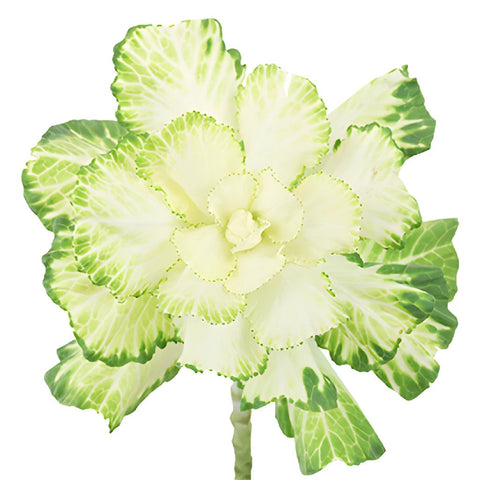 Cream Designer Ornamental Kale Flower