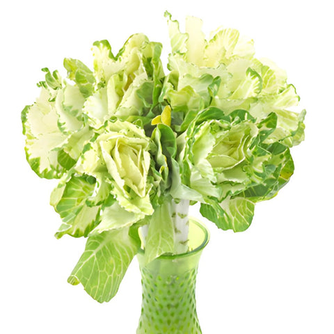 Cream Designer Ornamental Kale Flower