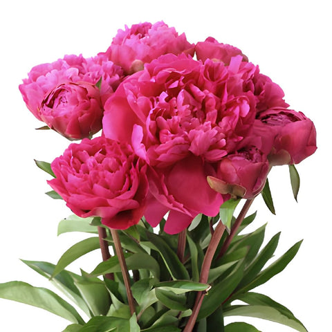 Bouquet of bright neon pink peony flowers Stock Photo