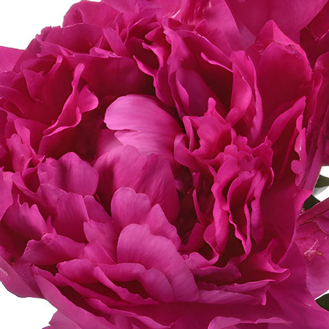 Peony Flower Kansas Pink December Delivery
