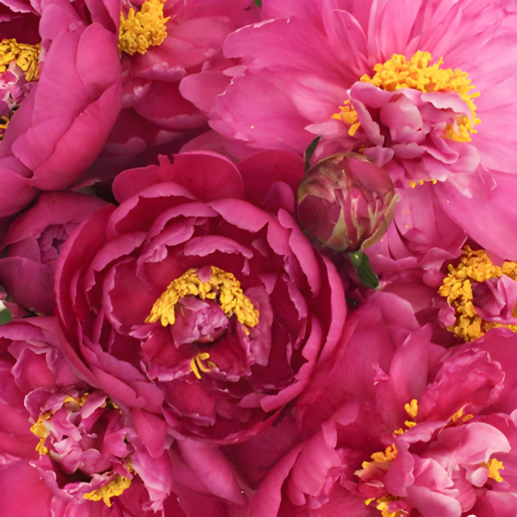 Karl Rosenfield Peonies for May