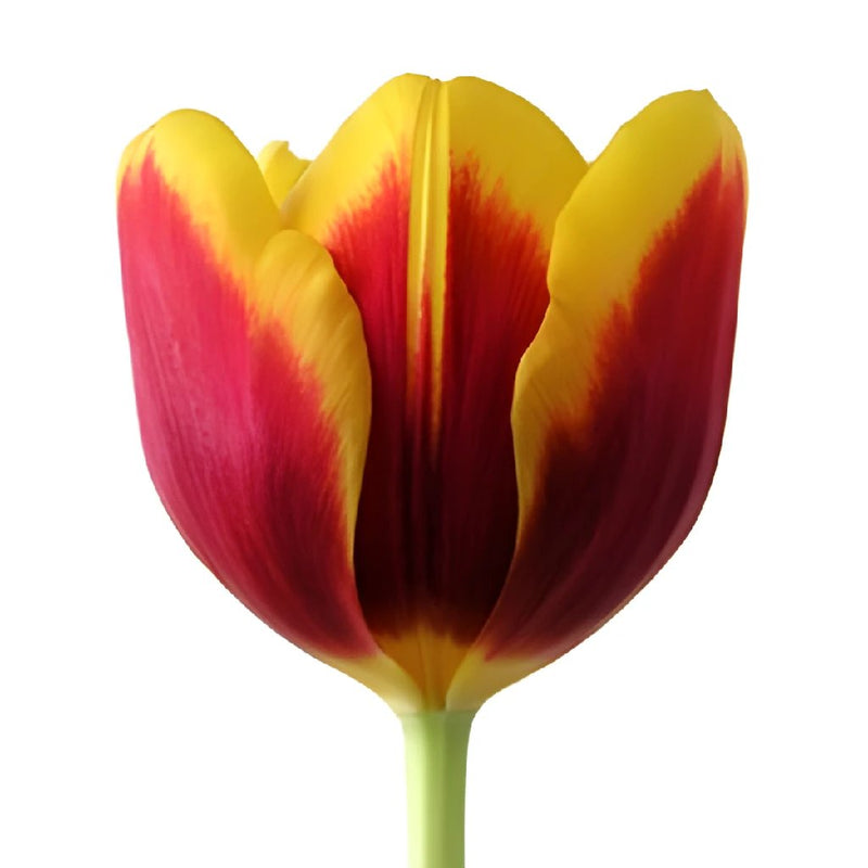 Kees Neil Sunset Tulip Wholesale Flower Up close