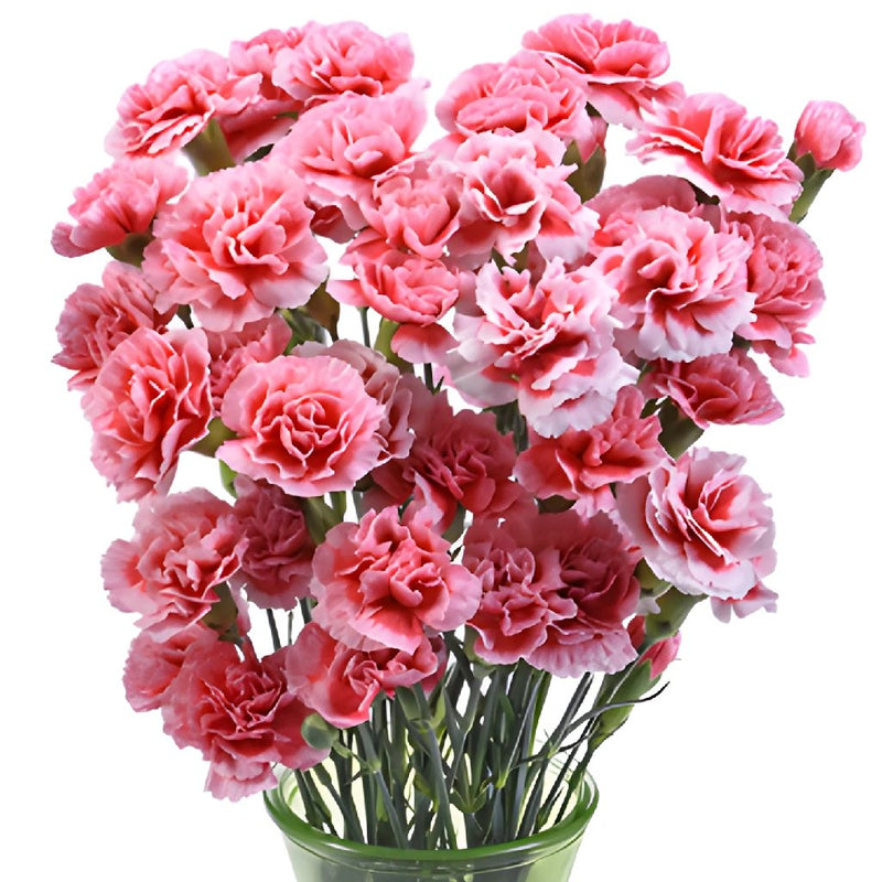 Knock Out Carnation Flowers In a vase