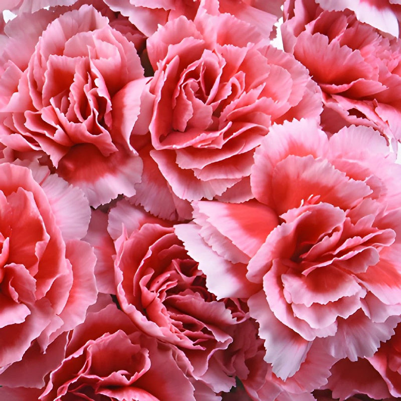 Buy Wholesale Knock Out Pink Mini Carnation Flowers in Bulk - Fifty...