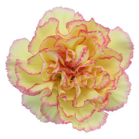 Komachi Fiesta Peachy Yellow and Pink Carnation Flower Bloom