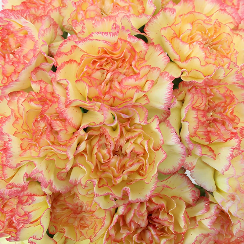 Komachi Fiesta Peachy Yellow and Pink Wholesale Carnations Up close