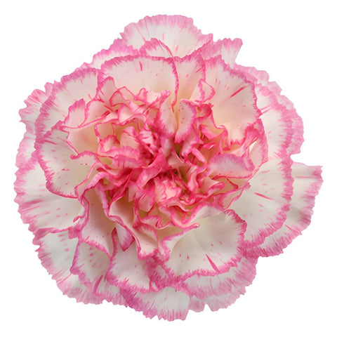 Komachi Pink and White Carnation Flower Bloom