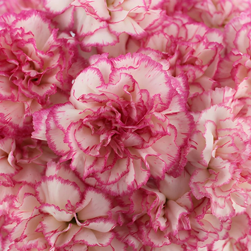 Komachi Pink and White Wholesale Carnations Up close