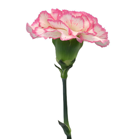 Buy Wholesale White and Pink Carnation Flower in Bulk - FiftyFlowers