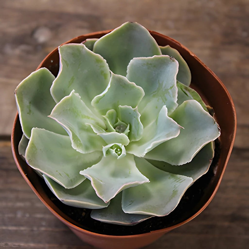 The Trio Potted Large Succulent Pack