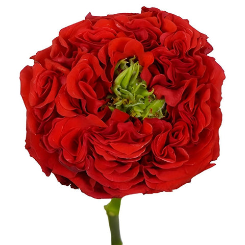 Latin Red Garden Rose Stem