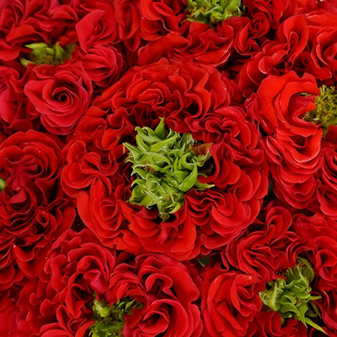 Latin Red Garden Roses up close