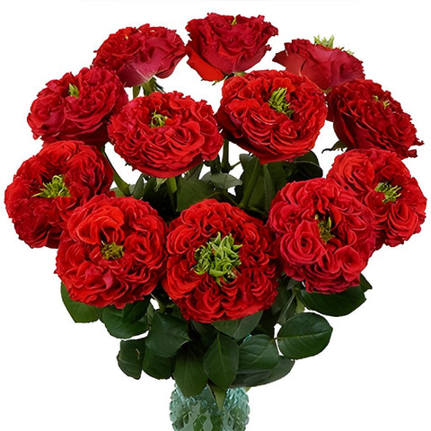 Latin Red Garden Wholesale Roses In a vase