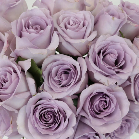Lavender Roses Flower Up Close