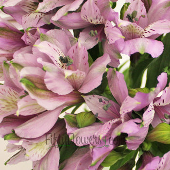 Lavender alstroemeria Wholesale Flower Upclose