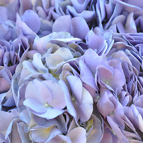 Lavender Blue Hydrangea Wholesale Flower Up close