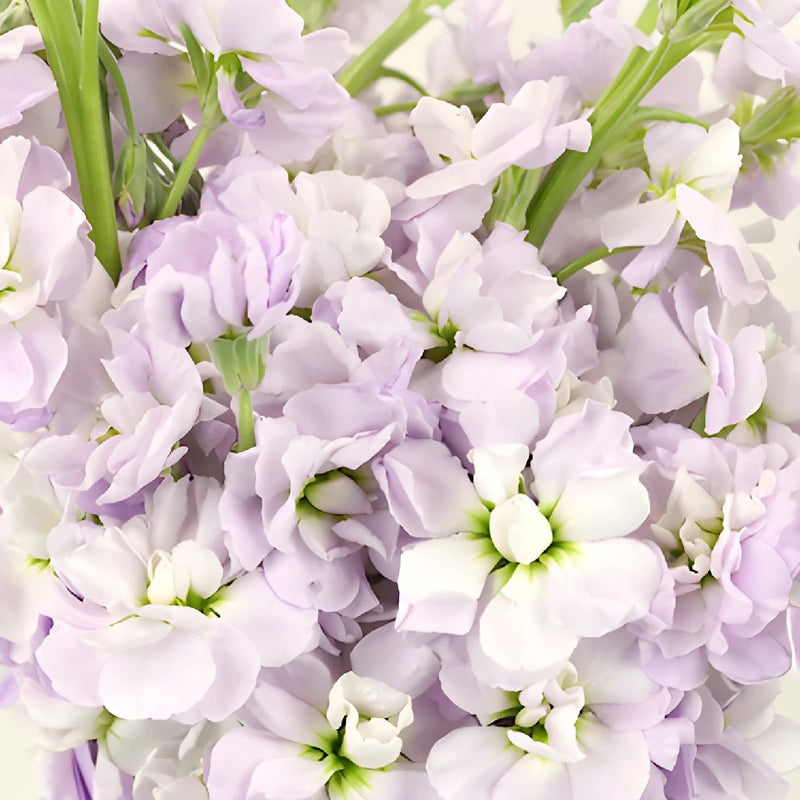 Lavender Blush Stock Wholesale Flower Upclose
