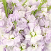 Stock Lavender Blush Flower