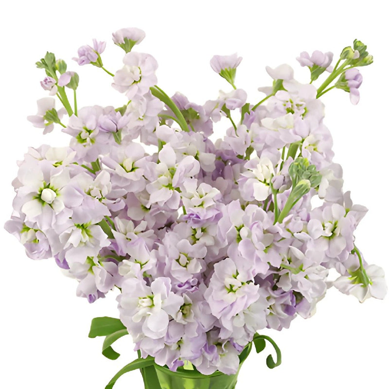 Lavender Blush Stock Wholesale Flower In a vase