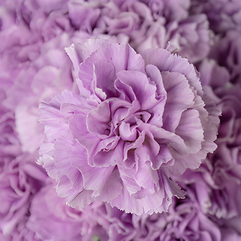 Lavender Wholesale Carnations Up close