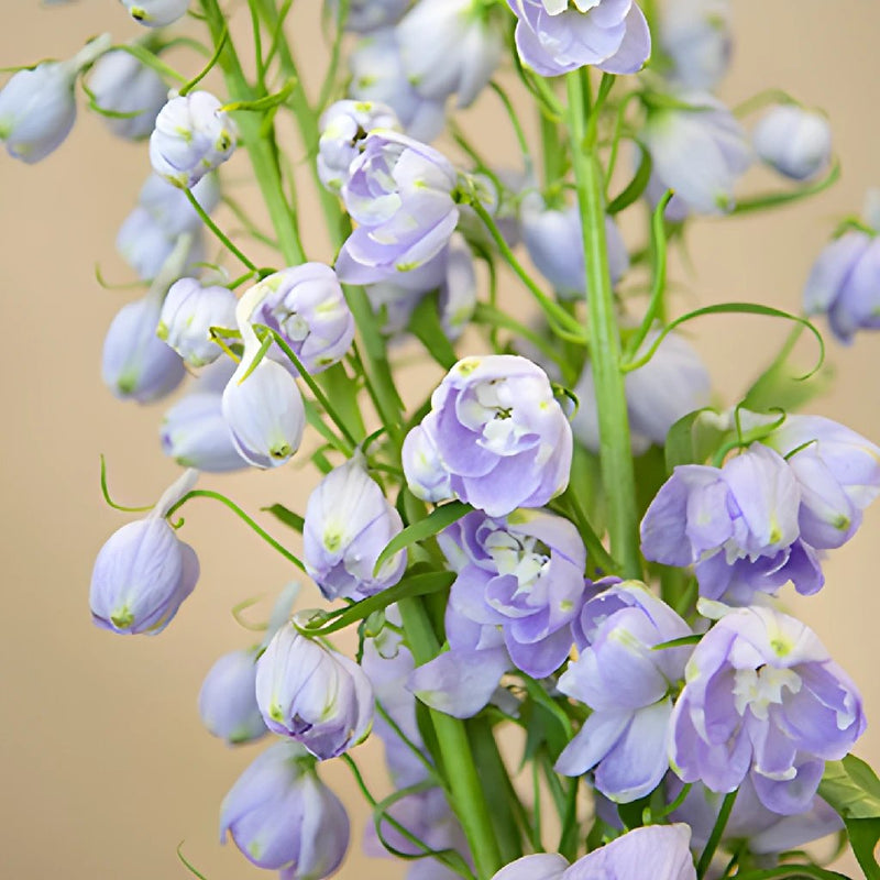 Delphinium Lavender Wholesale Flower Up close