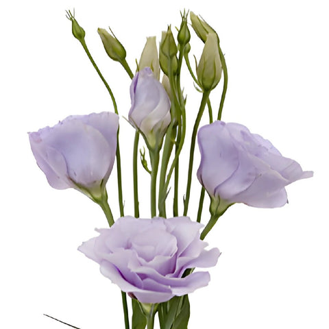 Lavender Designer Lisianthus Wholesale Flower Bloom