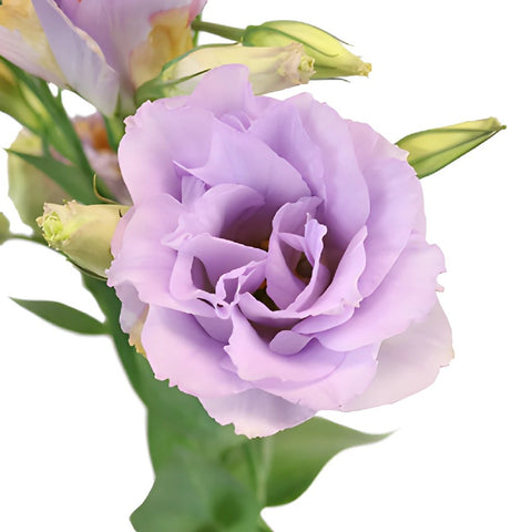 Lavender Designer Lisianthus Wholesale Flower Upclose