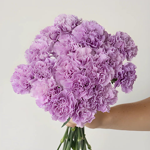 Lavender Carnation Bunch in a hand