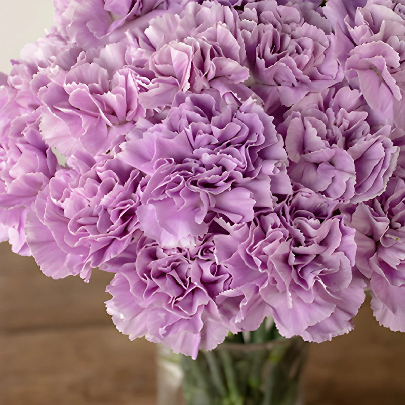 Lavender Carnation Flowers In a vase close up