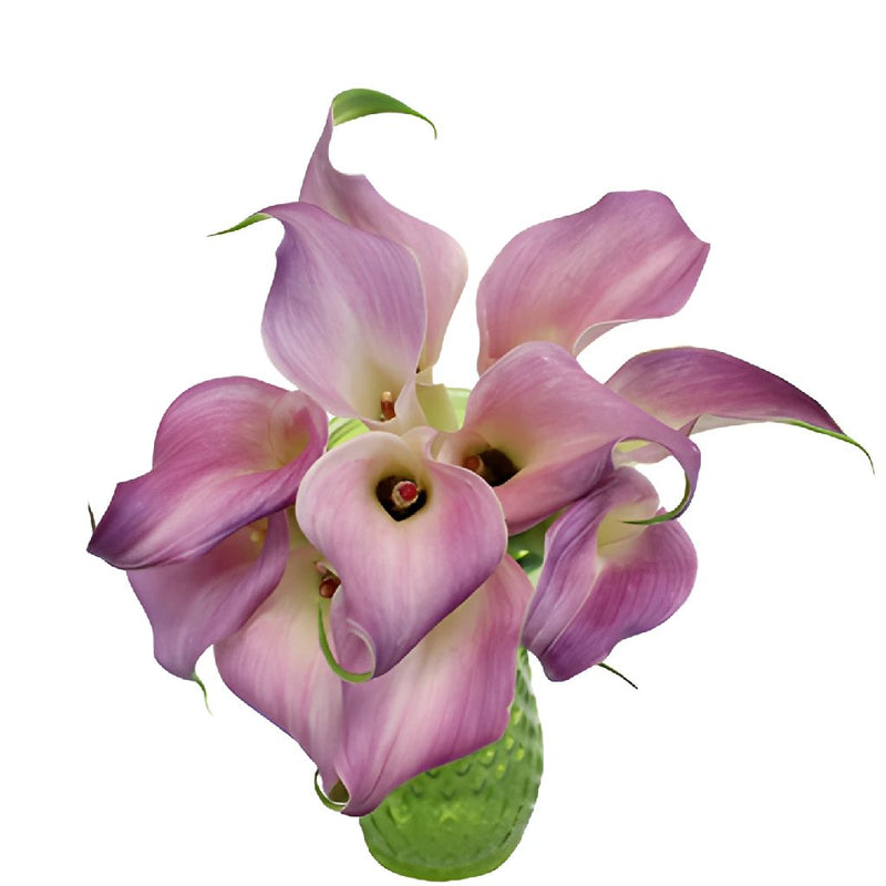 Buy Wholesale Lavender Blush Mini Calla Lily Flower in Bulk - Fifty...